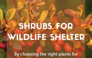 Shrubs for wildlife shelter feature image