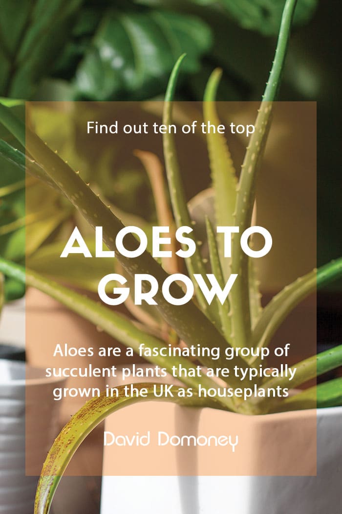 Top ten aloes to grow