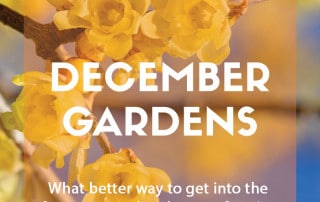 Top ten plants for December gardens