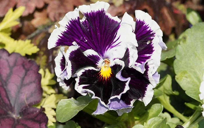 Viola-(pansy)-‘Frizzle-Sizzle-Mixed’