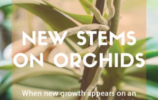 What to do with orchids that are growing new stems