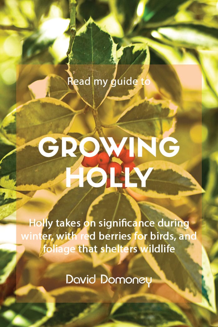 A guide to growing holly in the garden