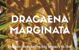 A houseplant guide to growing Dracaena marginata