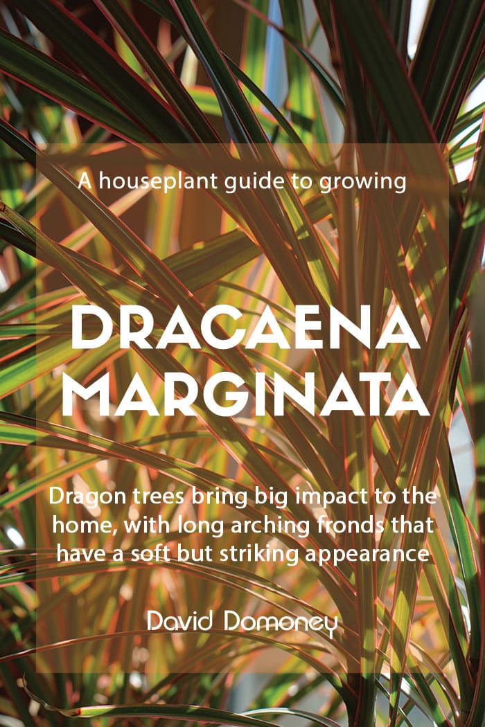 A houseplant guide to growing Dracaena marginata