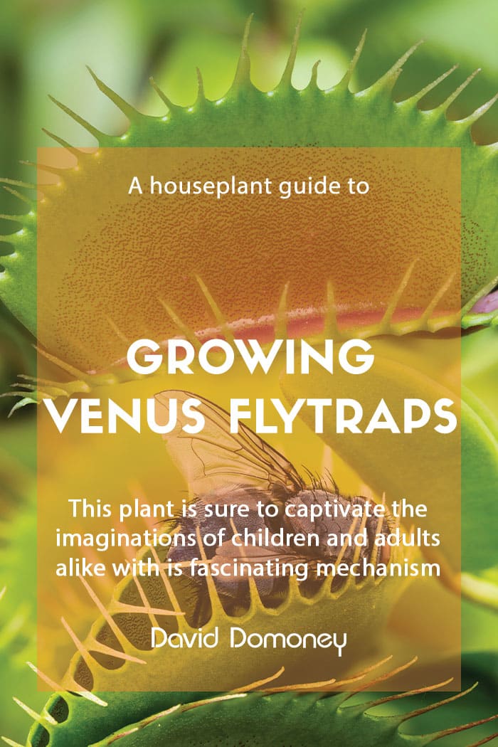 A houseplant guide to growing Venus flytraps