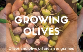 A guide to growing olive trees and making olive oil