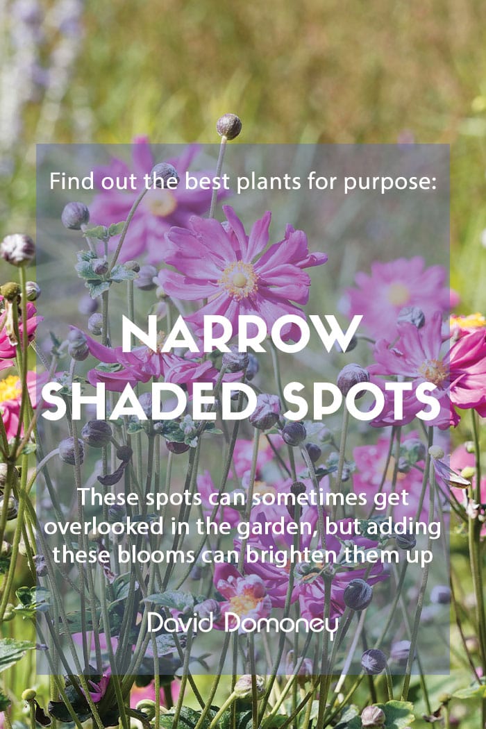 Plants for a purpose - Plants for a narrow shaded spot