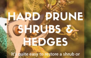 Top job for December - Hard prune overgrown shrubs and hedges