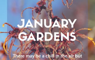 Top ten plants for January gardens 2023