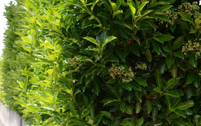 A viburnum hedge, evergreen
