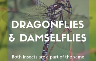 A garden guide to dragonflies and damselflies