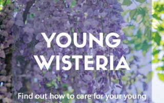 A guide to pruning and training young wisteria