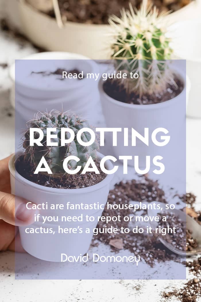 A guide to repotting a cactus