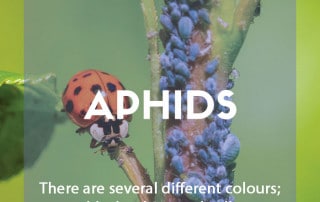 A pest & disease guide to aphids