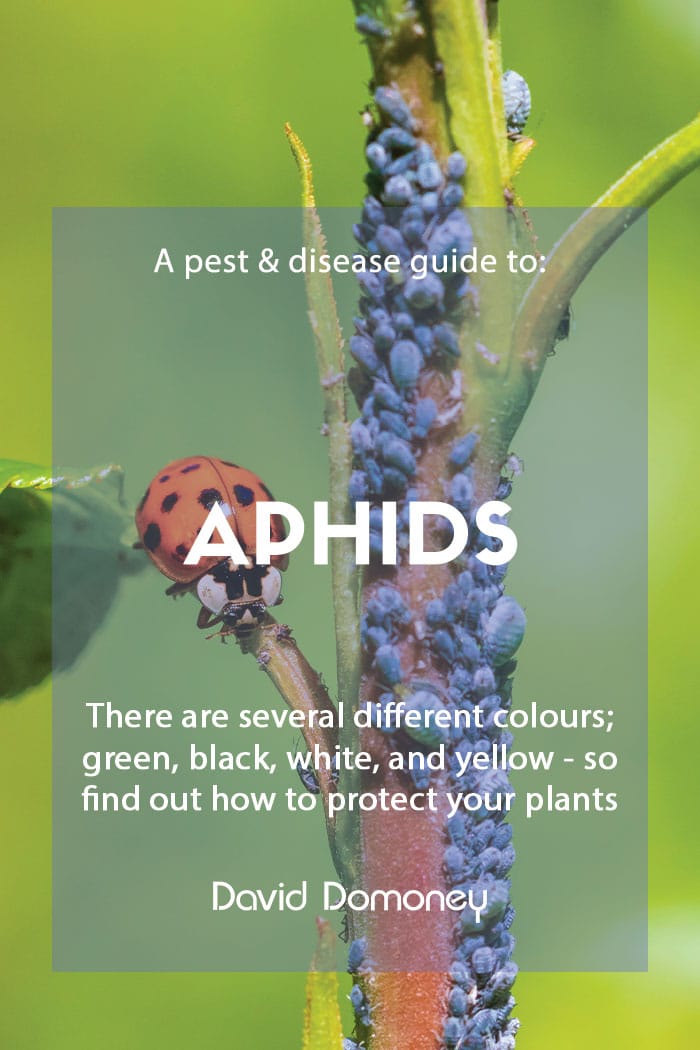 A pest & disease guide to aphids