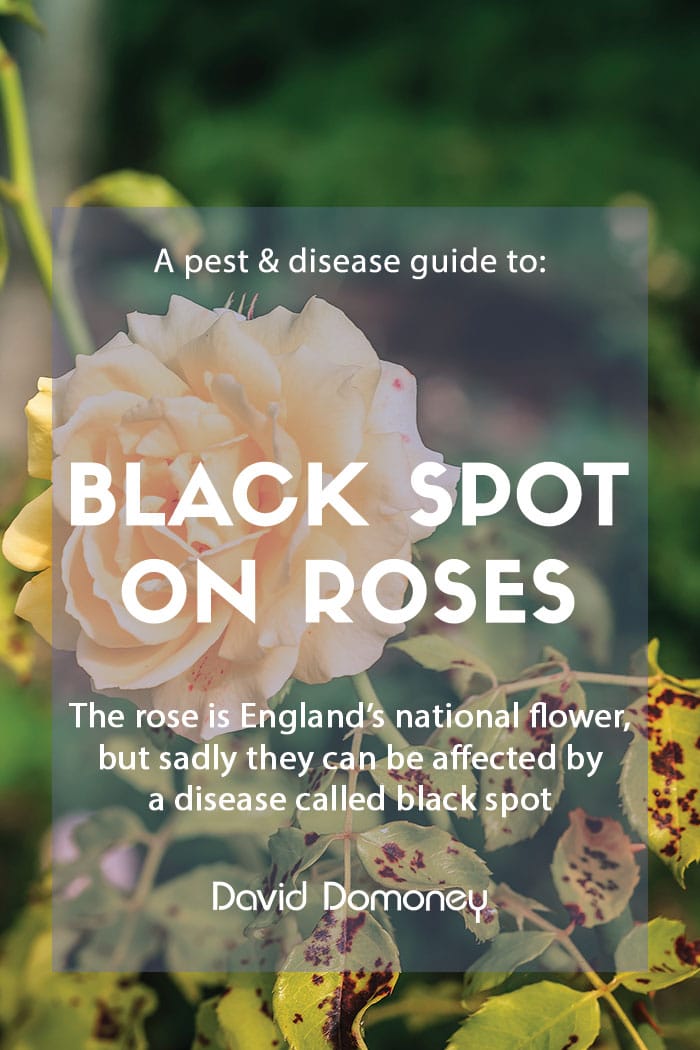 A pest and disease guide to black spot on roses