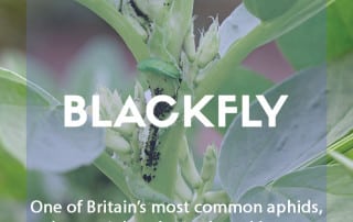 A pest & disease guide to Blackfly removing from broad beans