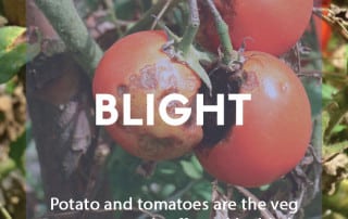 A pest and disease guide to blight