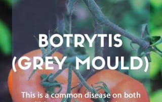 A pest & disease guide to botrytis (grey mould)