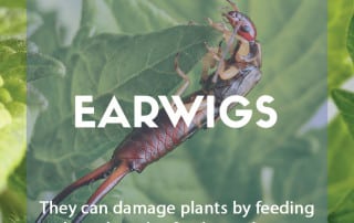A pest & disease guide to Earwigs