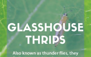 A pest & disease guide to glasshouse thrips