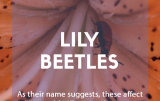 A pest & disease guide to lily beetles