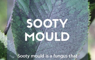 A pest & disease guide to: Sooty mould