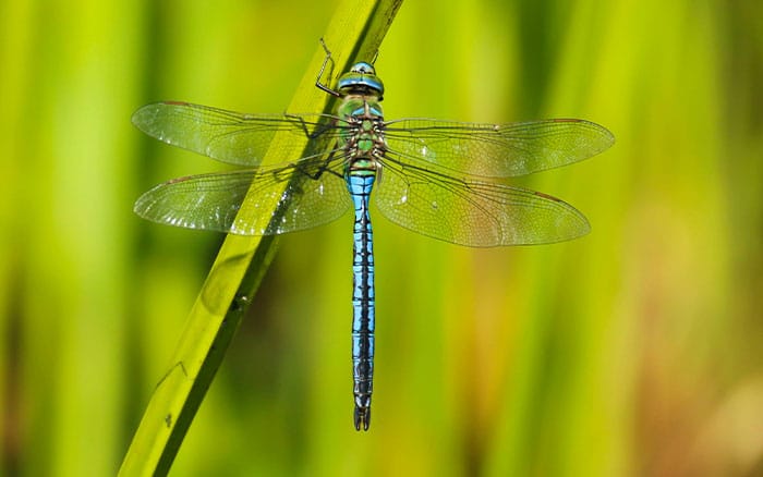 Emperor dragonfly