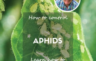 how to control aphids
