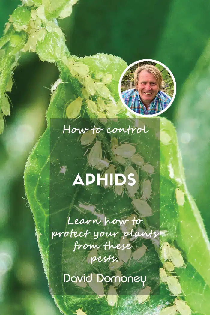 how to control aphids