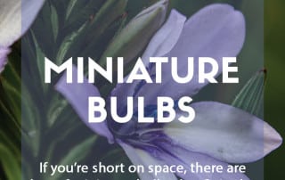 Miniature bulbs for spring and summer flowers
