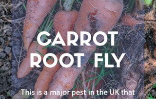 A pest and disease guide to carrot root fly