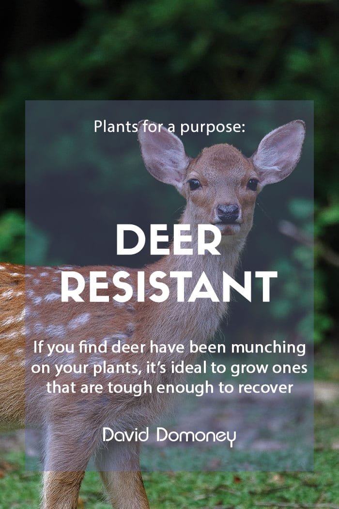 Plants for a purpose: Deer resistant plants