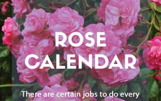 Rose calendar to grow the best roses