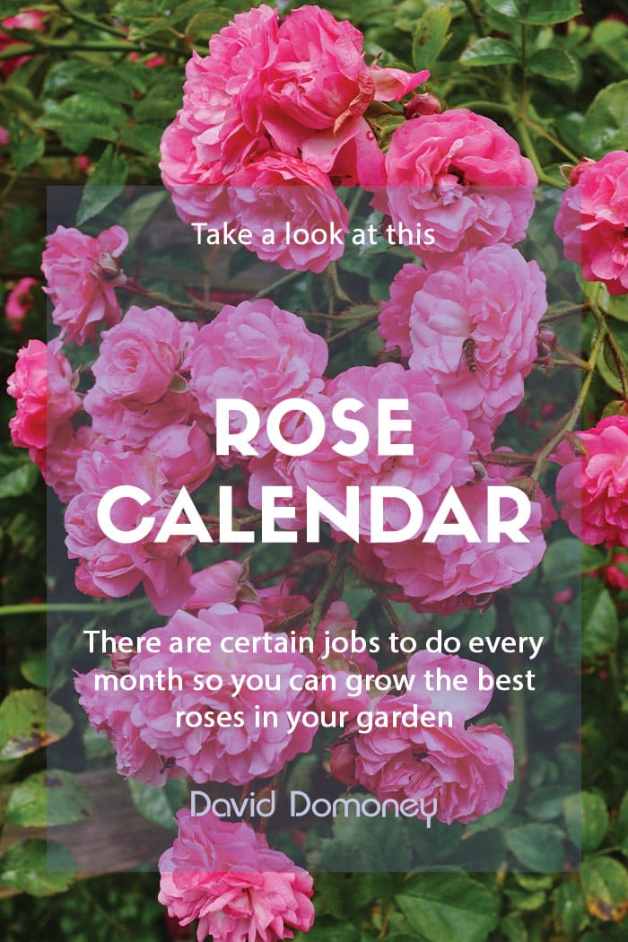 Rose calendar to grow the best roses