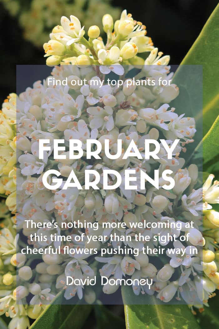 Top ten plants for February gardens
