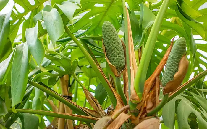 Monstera or Swiss Cheese plant with fruit in the wild