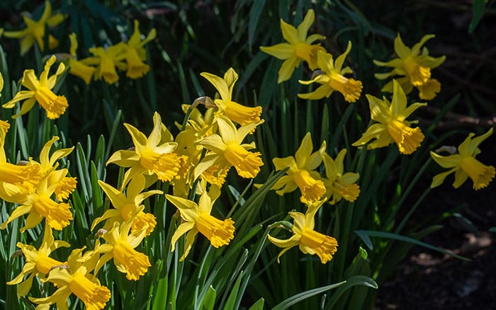 Narcissus daffodil 'february gold'
