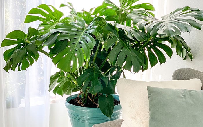 Monstera or Swiss Cheese Plant in a home