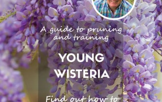 pruning and training young wisteria