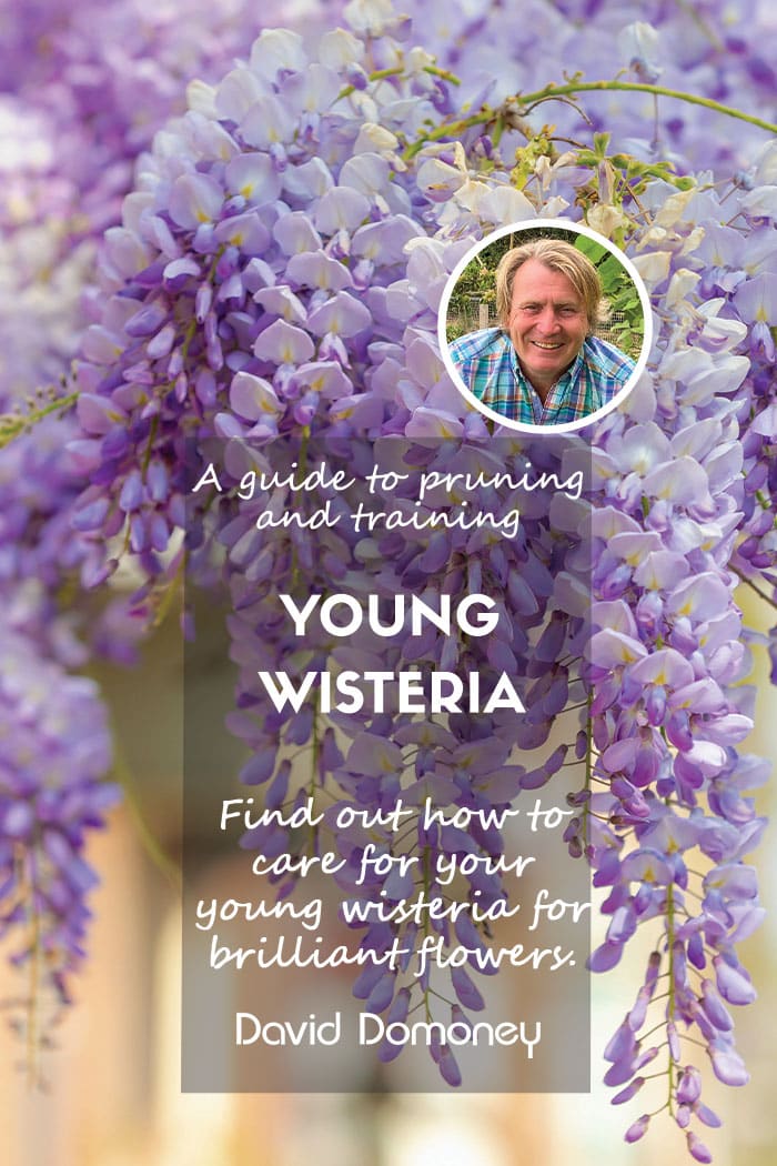pruning and training young wisteria