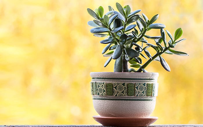 Crassula ovata (Jade Plant) 'Money plant'