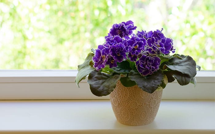 African violet on windowsill