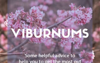 How to grow Viburnums