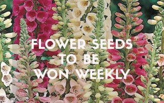 Win Mr Fothergill's Flower Seeds