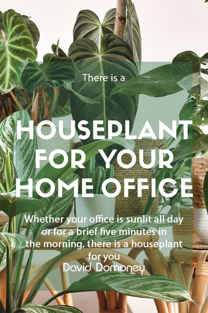 Houseplants for your home office.
