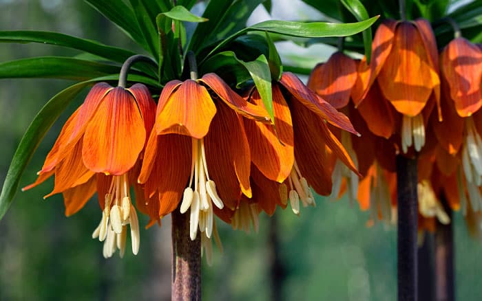 Fritillaria imperialis (Crown Imperial) great flowering plant for spring