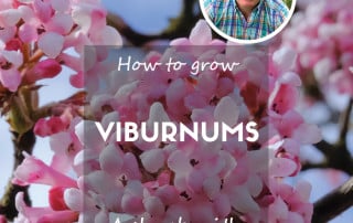 David Domoney - How to grow viburnums