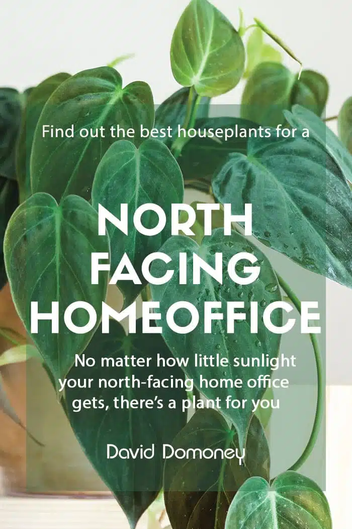 North facing office plants - feature image