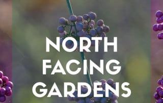 Plants for North Facing Gardens